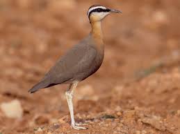 コンパーチャード