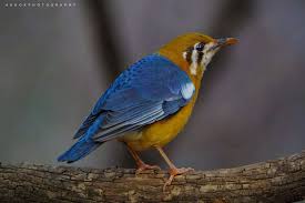 オレンジヘッドスラッシュ