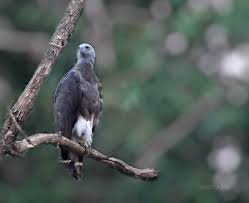 グレーへッドフィッシュイーグル