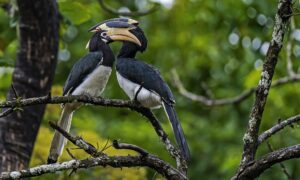 マラバールピエッドホーンビル